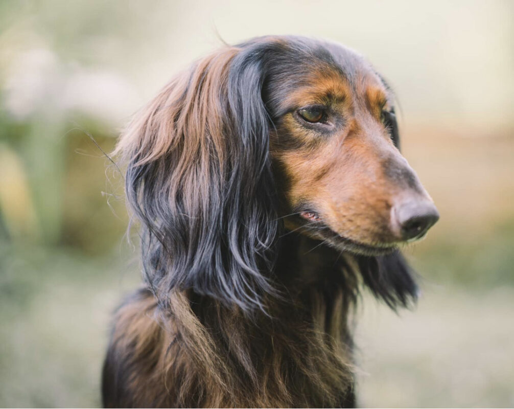 Long haired dachshund standard best sale