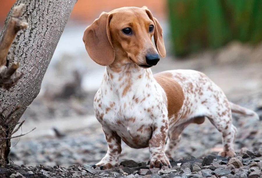 piebald dachshund