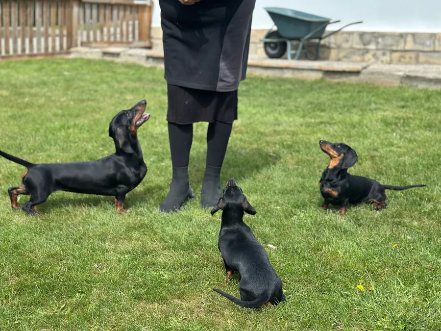 kaninchen | ChatSlide