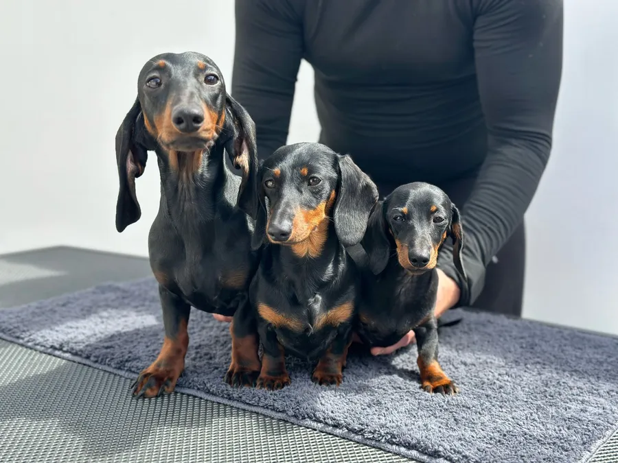 three dachshund sizes